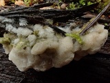 Oxyporus cuneatus image