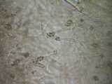 Oxyporus cuneatus image