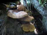 Boletinellus merulioides image