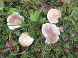 Rhizocybe vermicularis image