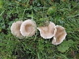Rhizocybe vermicularis image