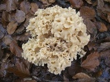 Sparassis crispa image