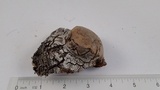 Phellinus pomaceus image