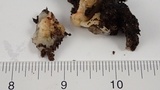 Merulius tremellosus image
