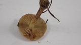 Pholiota terrestris image