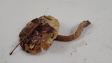 Pholiota velaglutinosa image
