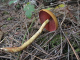 Cortinarius smithii image