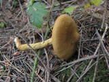 Cortinarius smithii image
