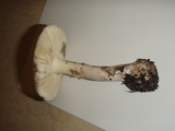 Amanita citrina f. lavendula image