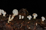 Panellus pusillus image
