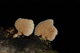 Panellus pusillus image
