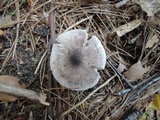 Tricholoma atrosquamosum image