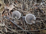 Tricholoma atrosquamosum image