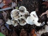 Hygrophorus occidentalis image