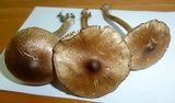 Inocybe curvipes image