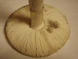 Amanita citrina f. lavendula image