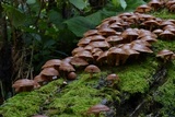 Lentinula boryana image