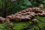 Lentinula boryana image