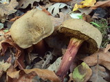 Boletus chrysenteron image