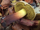 Boletus chrysenteron image