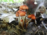 Marasmius cohaerens image