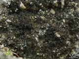 Protoparmelia badia image