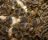 Protoparmelia badia image