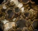 Protoparmelia badia image