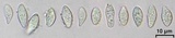 Protoparmelia badia image