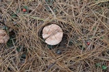 Lactarius vinaceorufescens image