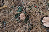 Lactarius vinaceorufescens image