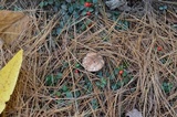 Lactarius vinaceorufescens image