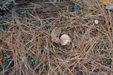 Lactarius vinaceorufescens image