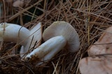 Lactarius vinaceorufescens image