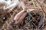 Lactarius vinaceorufescens image