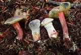 Xerocomellus mendocinensis image