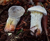 Xerocomellus mendocinensis image