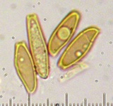 Xerocomellus mendocinensis image