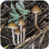 Psilocybe semilanceata image