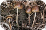 Psilocybe semilanceata image