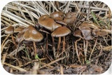 Psilocybe semilanceata image