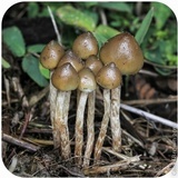 Psilocybe semilanceata image