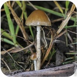 Psilocybe semilanceata image