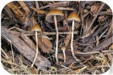 Psilocybe semilanceata image
