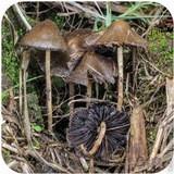 Psilocybe semilanceata image