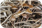 Psilocybe semilanceata image
