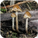 Psilocybe semilanceata image