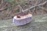 Fomitopsis cajanderi image