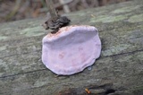 Fomitopsis cajanderi image