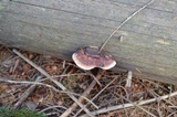 Fomitopsis cajanderi image